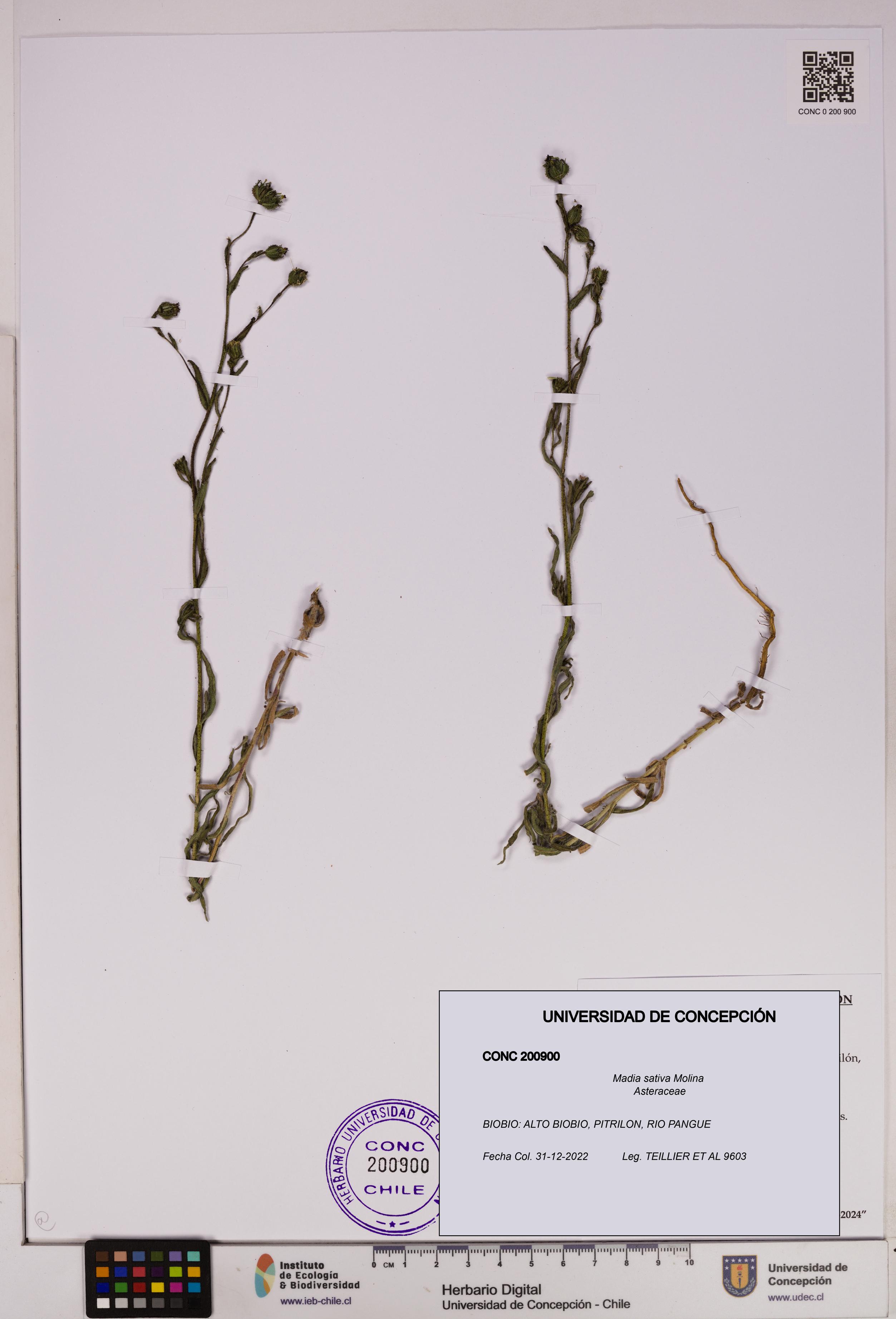 Madia sativa [Espécimen: UDEC:CONC:0200900]