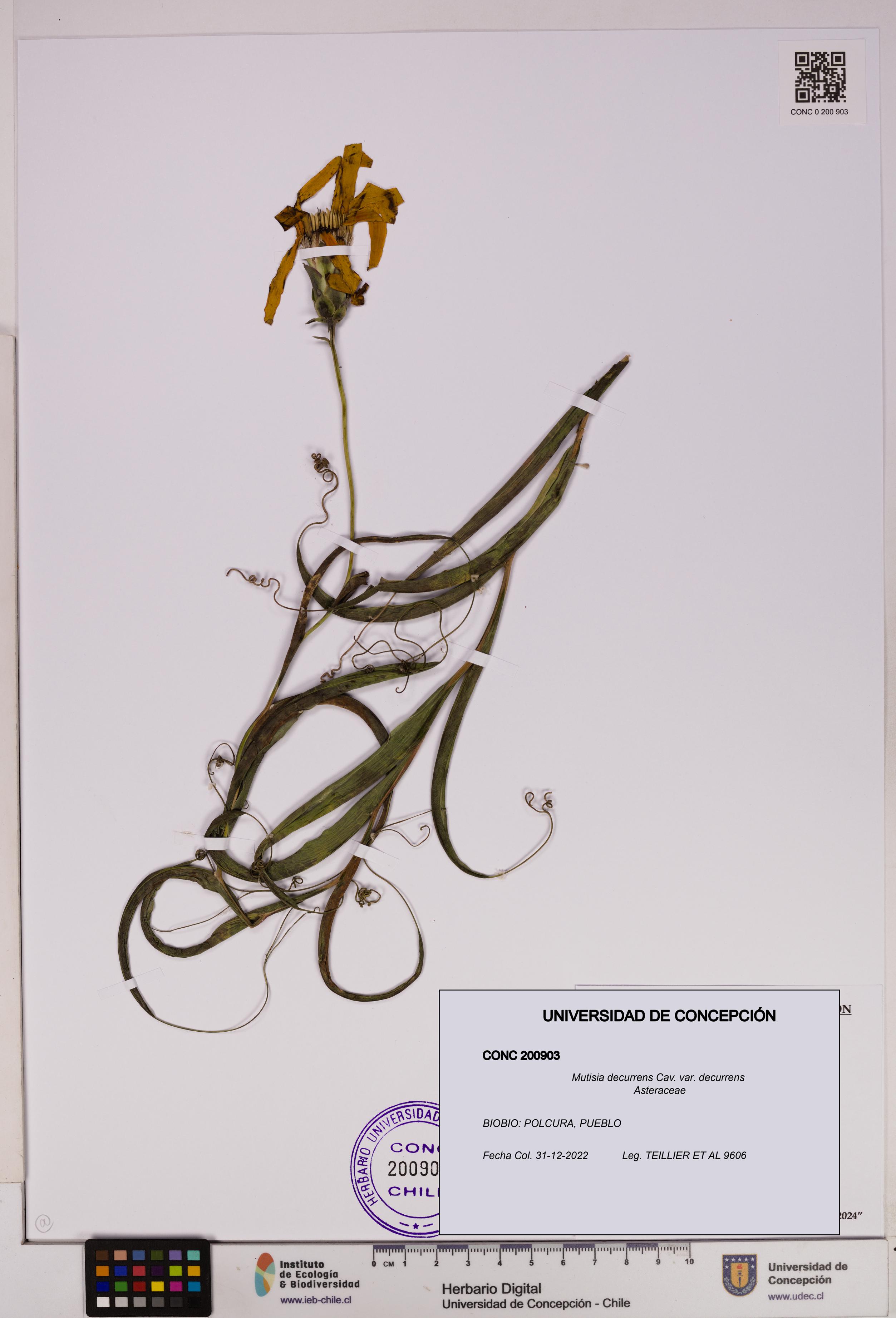 Mutisia decurrens var. decurrens [Espécimen: UDEC:CONC:0200903]