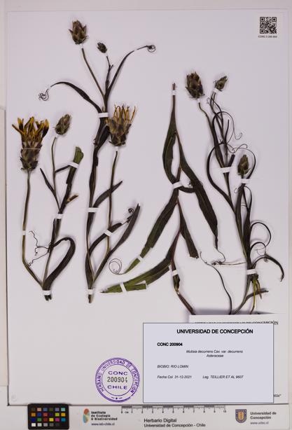 Mutisia decurrens var. decurrens [Espécimen: UDEC:CONC:0200904]