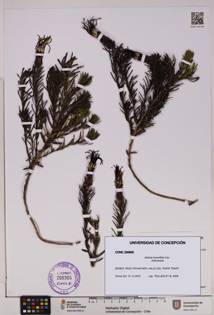 Mutisia linearifolia [Espécimen: UDEC:CONC:0200905]