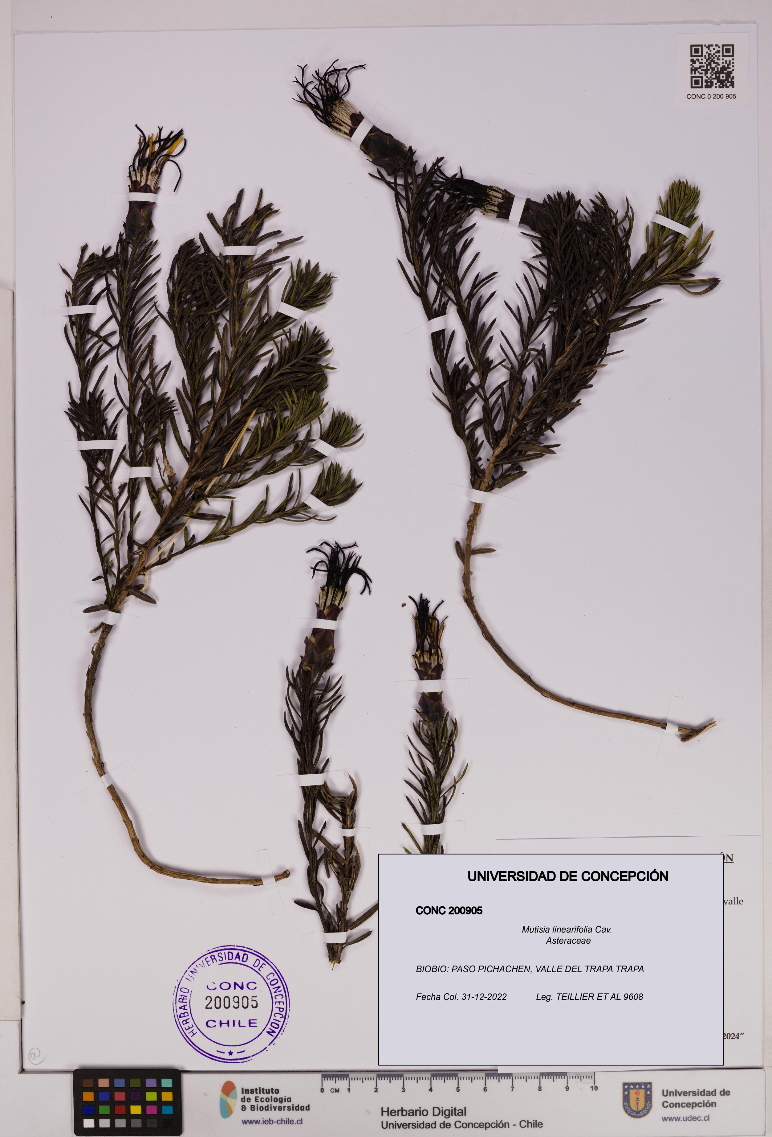 Mutisia linearifolia [Espécimen: UDEC:CONC:0200905]