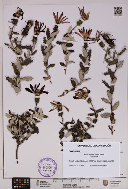 Mutisia oligodon [Espécimen: UDEC:CONC:0200906]