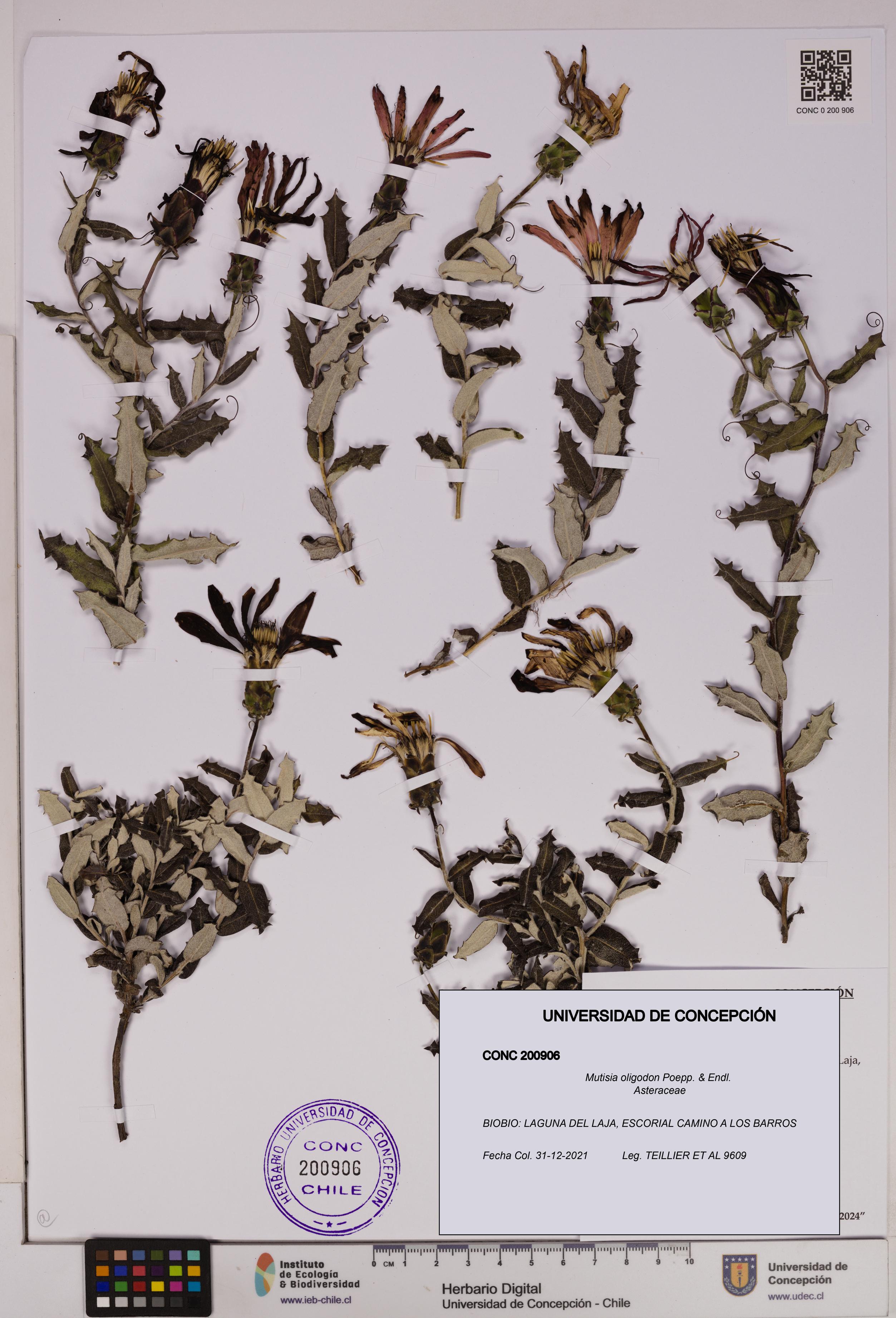 Mutisia oligodon [Espécimen: UDEC:CONC:0200906]