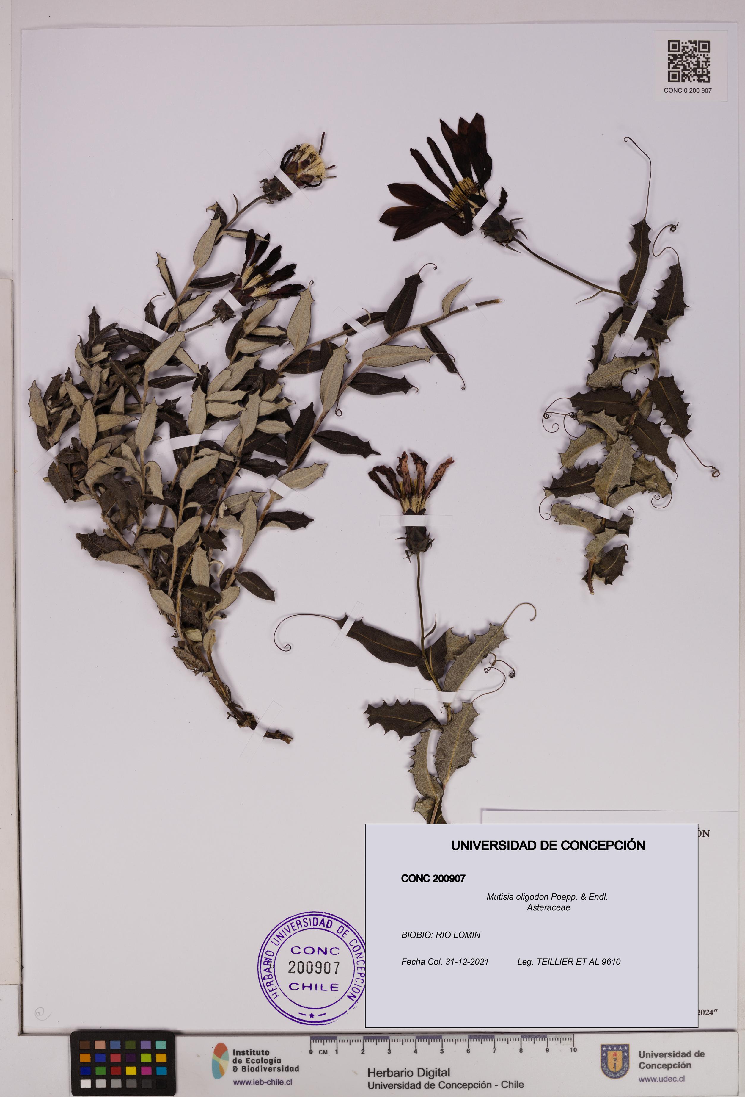 Mutisia oligodon [Espécimen: UDEC:CONC:0200907]