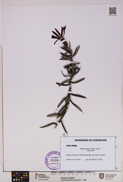 Mutisia oligodon [Espécimen: UDEC:CONC:0200908]