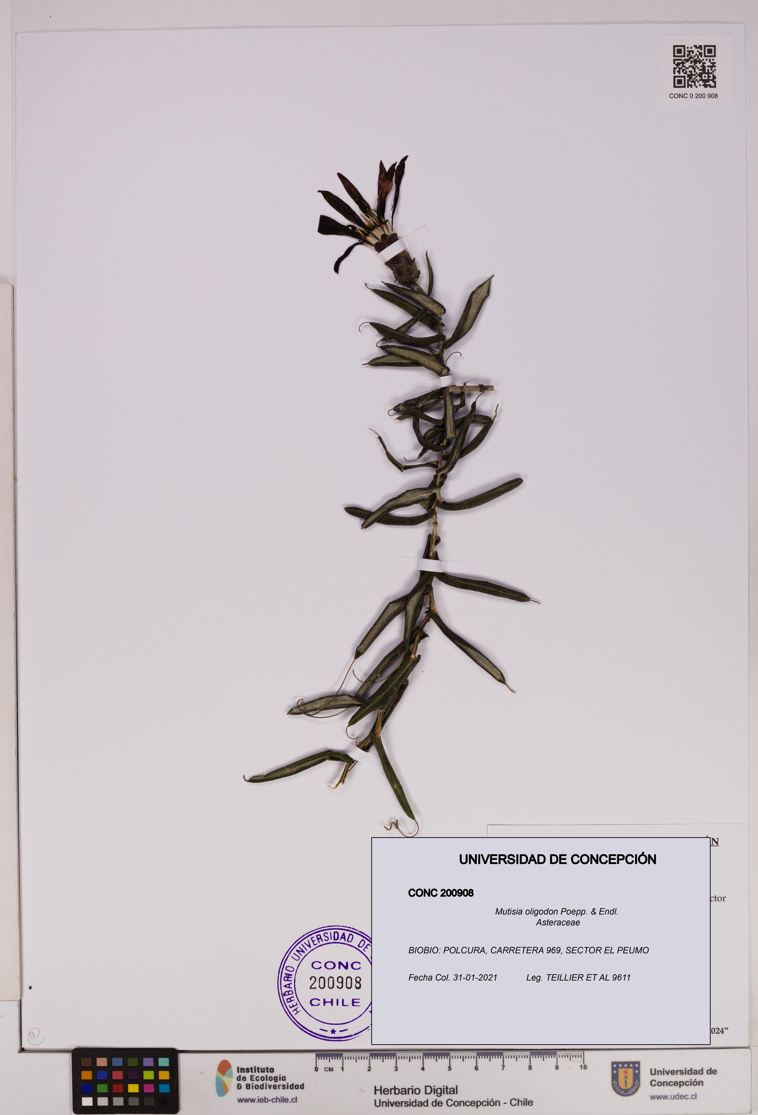 Mutisia oligodon [Espécimen: UDEC:CONC:0200908]