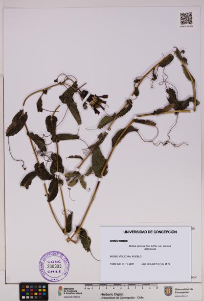 Mutisia spinosa var. spinosa [Espécimen: UDEC:CONC:0200909]