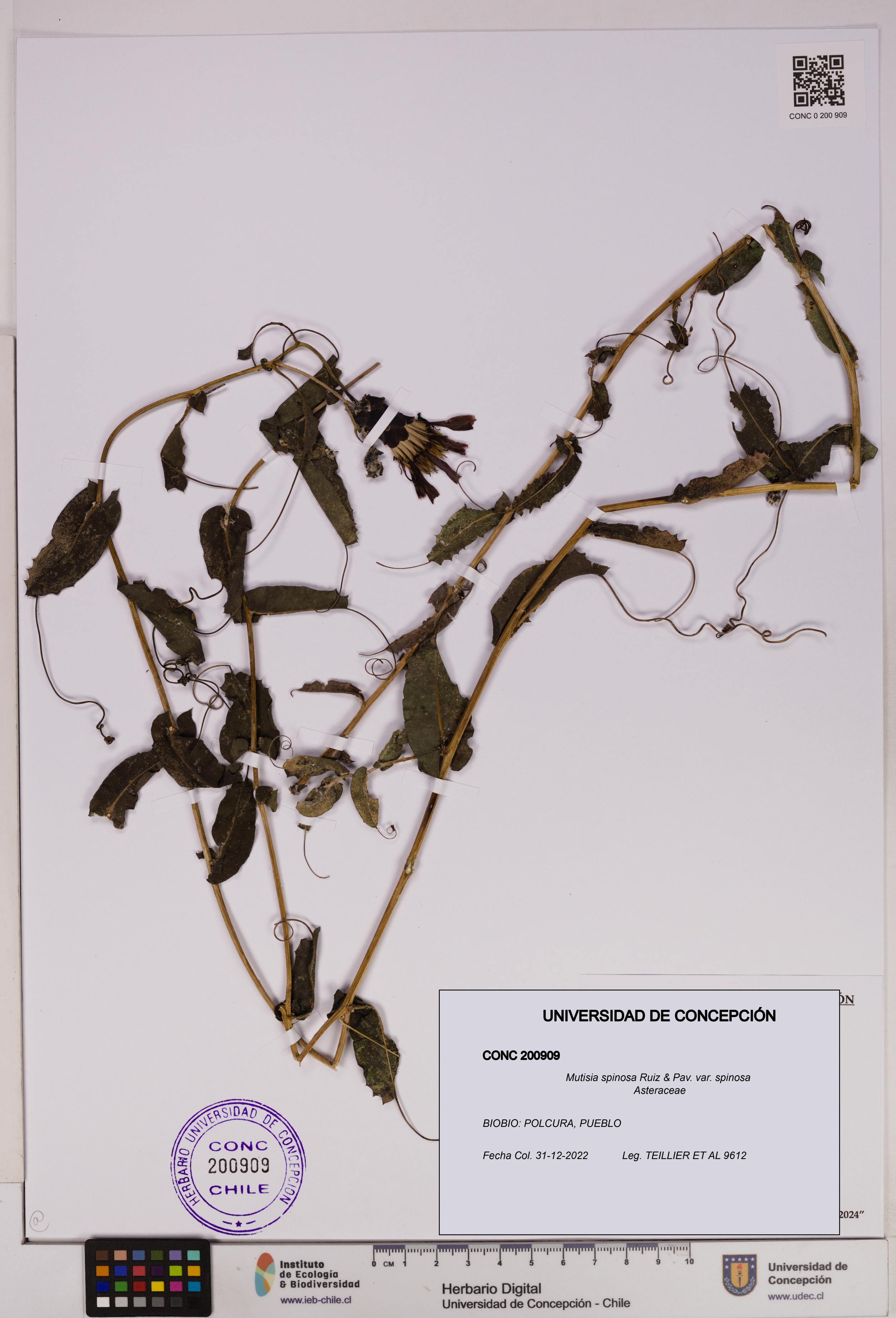 Mutisia spinosa var. spinosa [Espécimen: UDEC:CONC:0200909]
