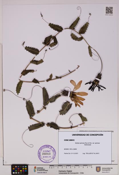 Mutisia spinosa var. spinosa [Espécimen: UDEC:CONC:0200910]