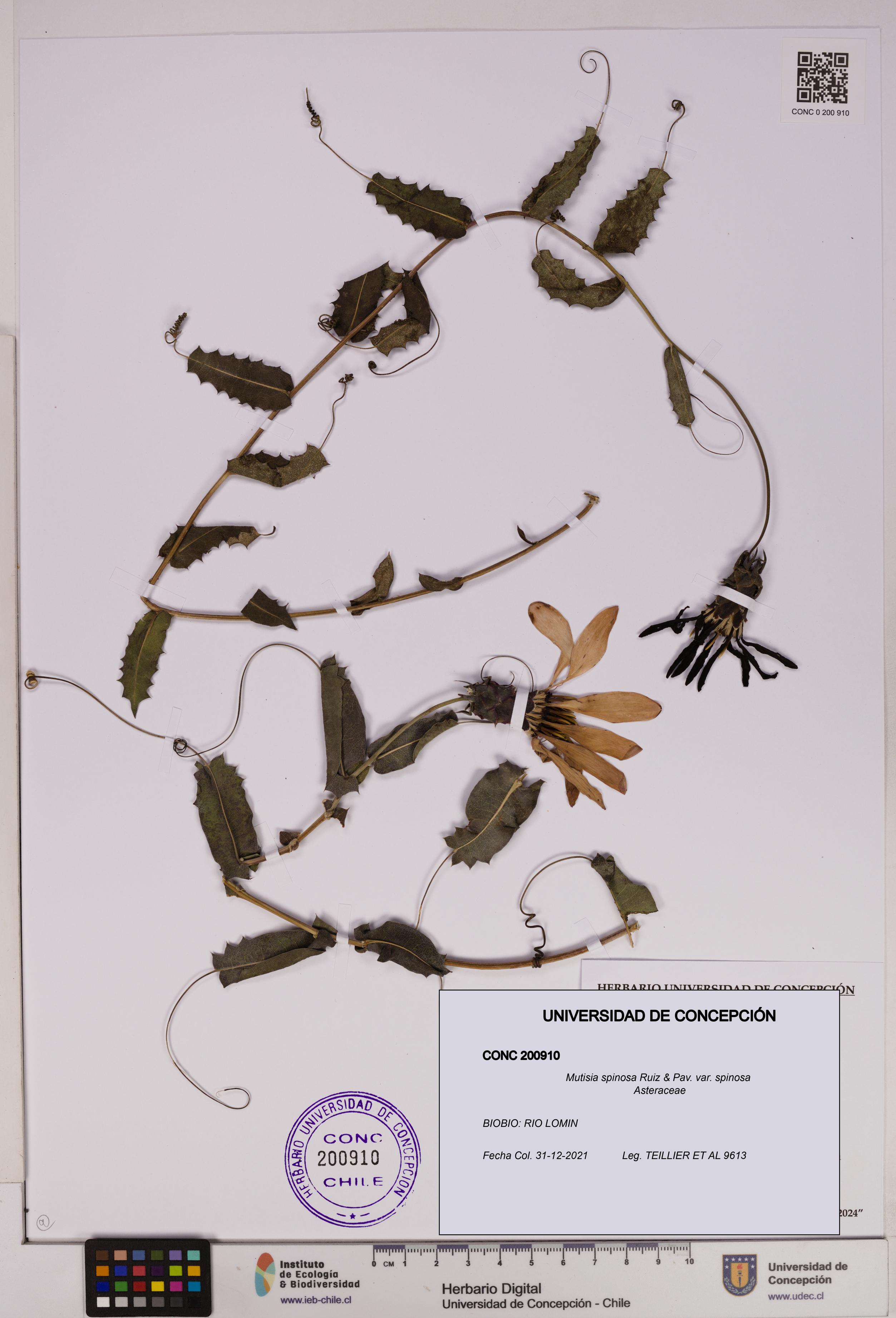 Mutisia spinosa var. spinosa [Espécimen: UDEC:CONC:0200910]