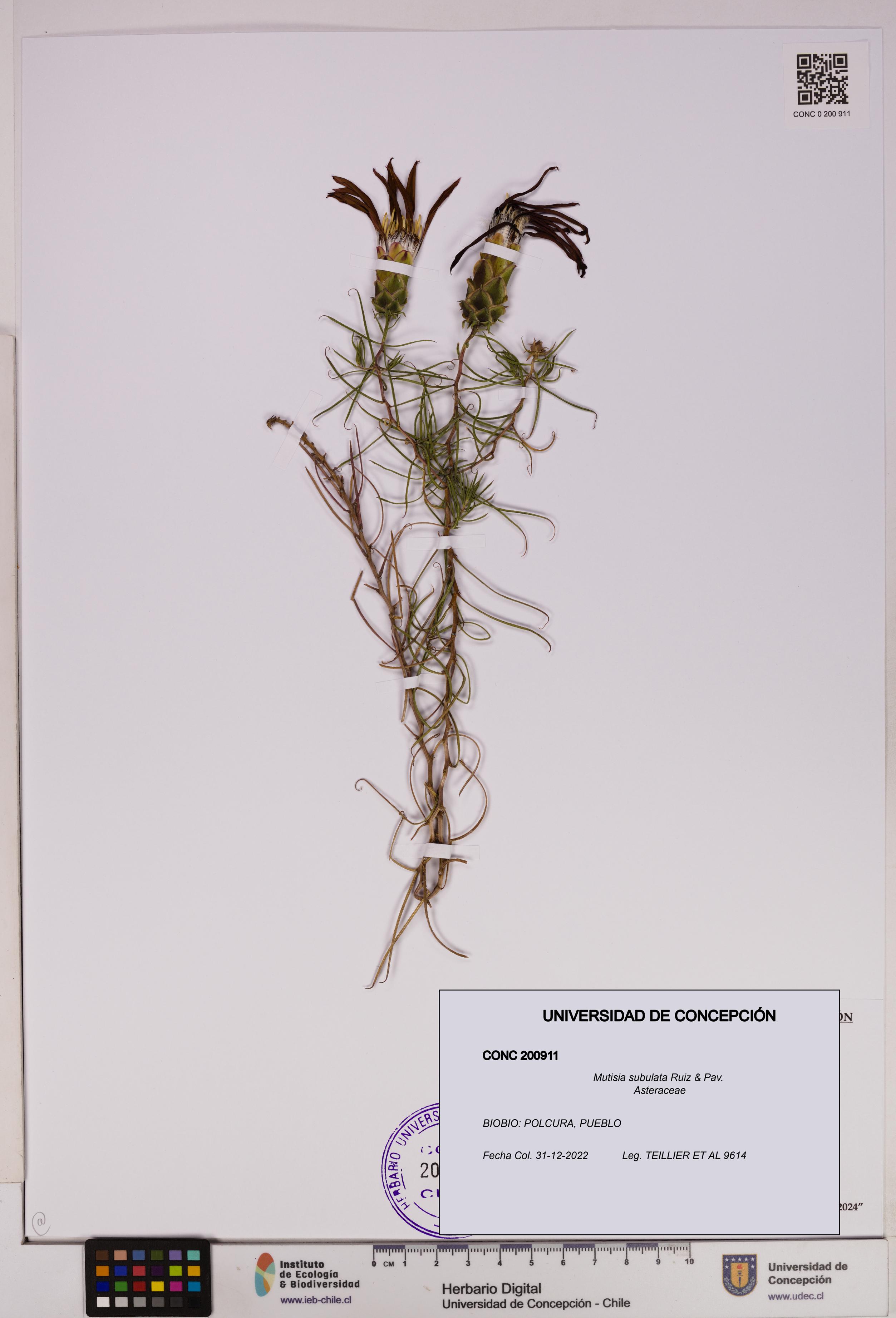 Mutisia subulata [Espécimen: UDEC:CONC:0200911]