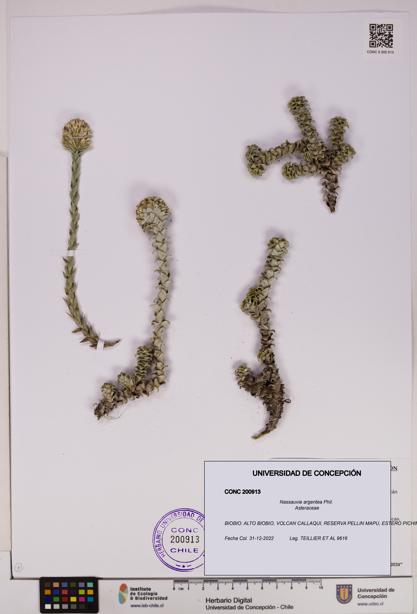 Nassauvia argentea [Espécimen: UDEC:CONC:0200913]