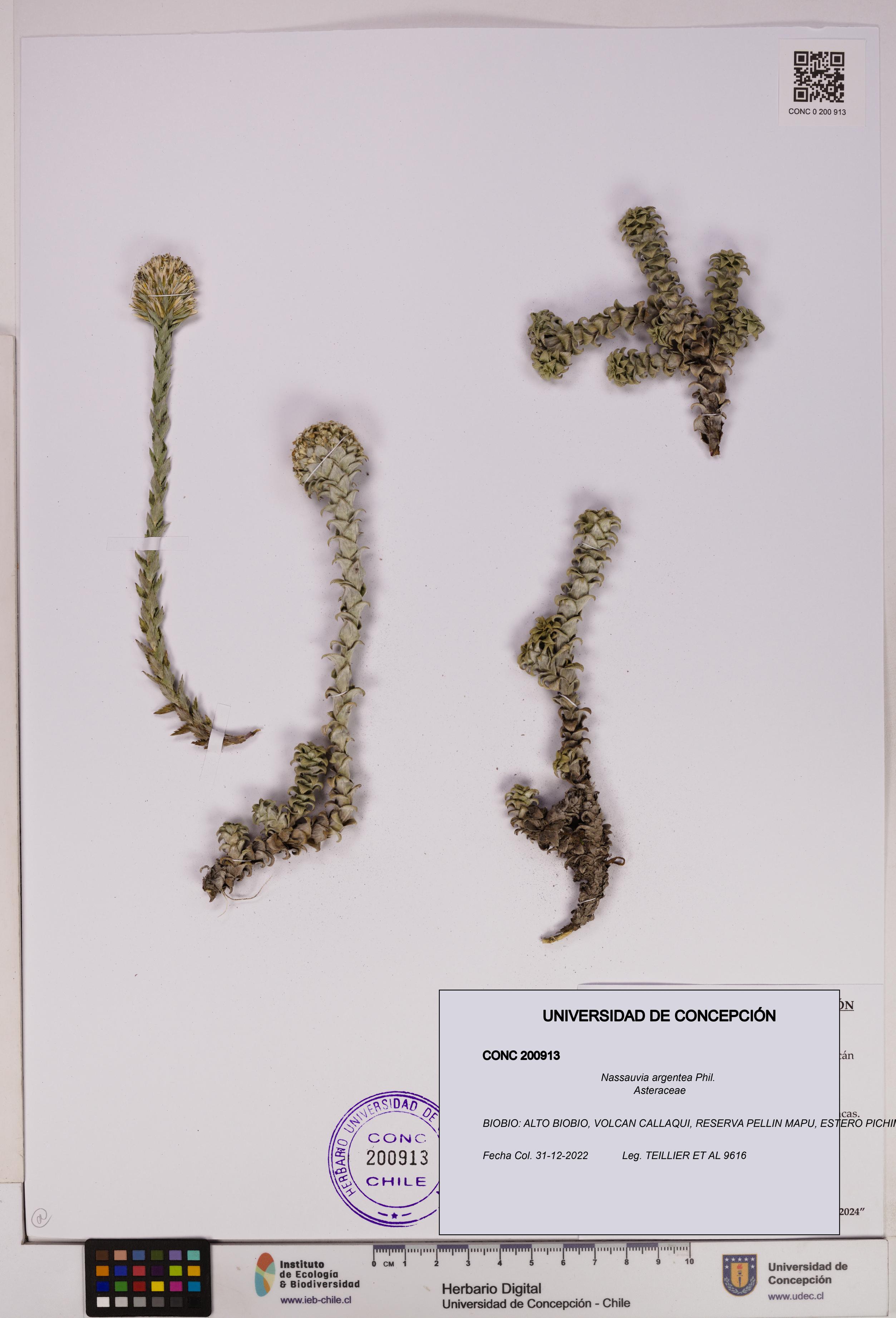 Nassauvia argentea [Espécimen: UDEC:CONC:0200913]