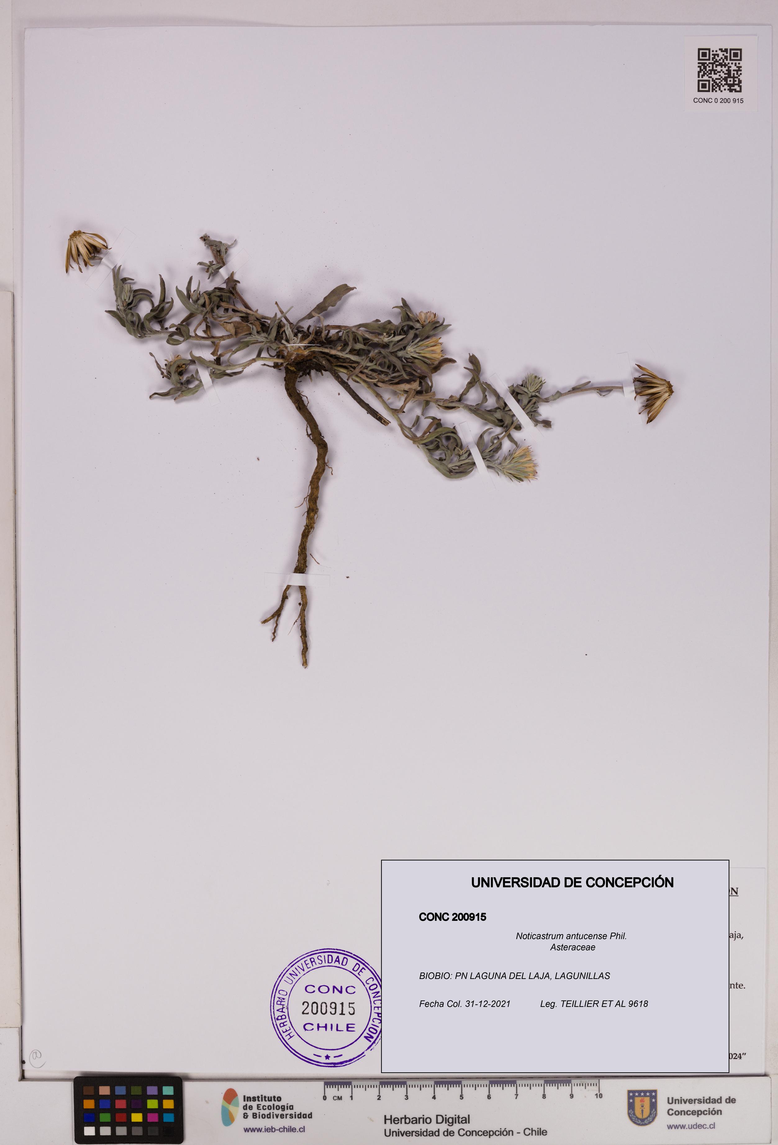 Noticastrum antucense [Espécimen: UDEC:CONC:0200915]