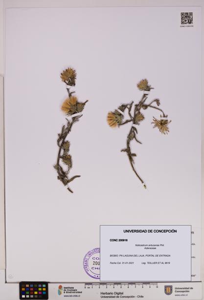 Noticastrum antucense [Espécimen: UDEC:CONC:0200916]