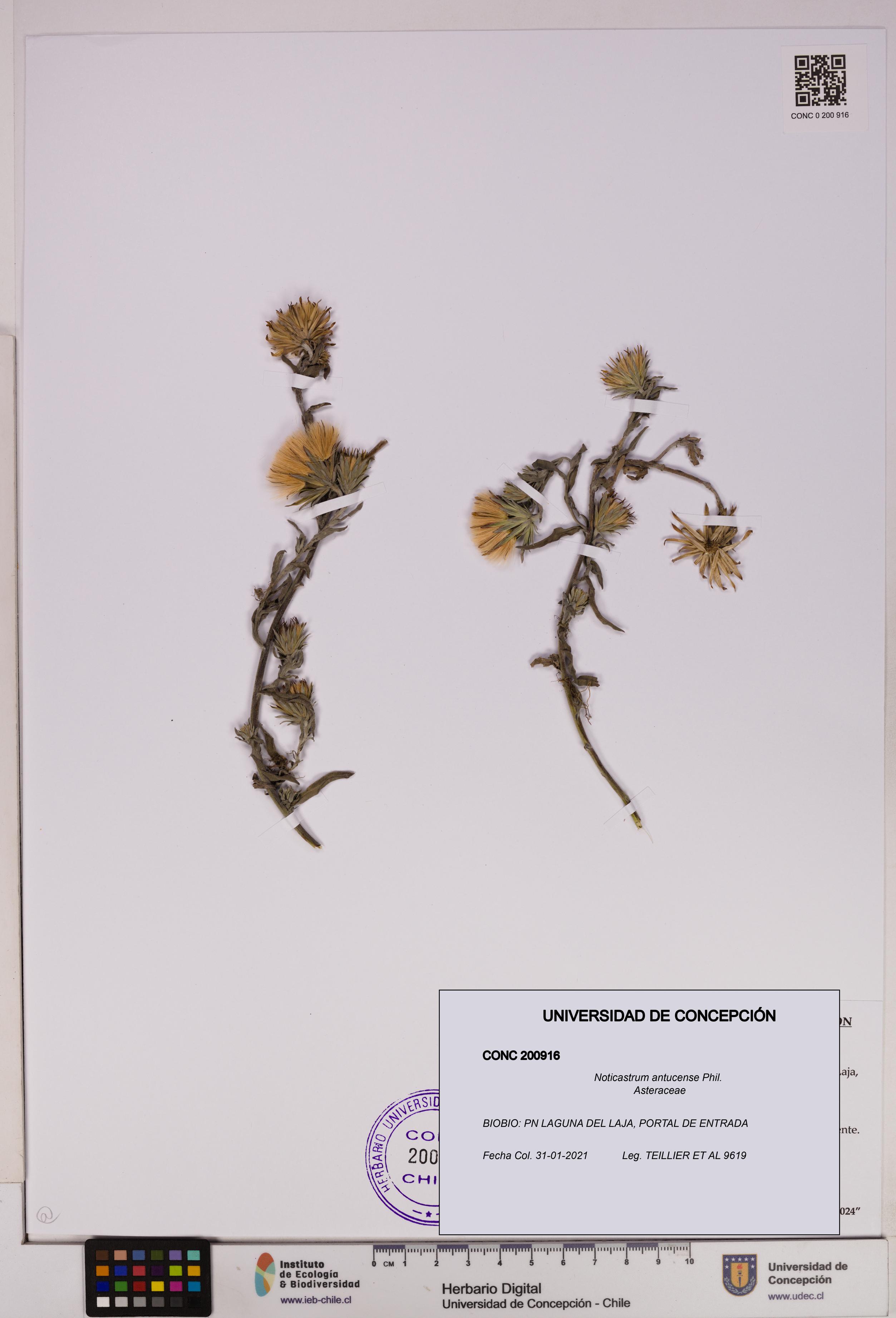 Noticastrum antucense [Espécimen: UDEC:CONC:0200916]