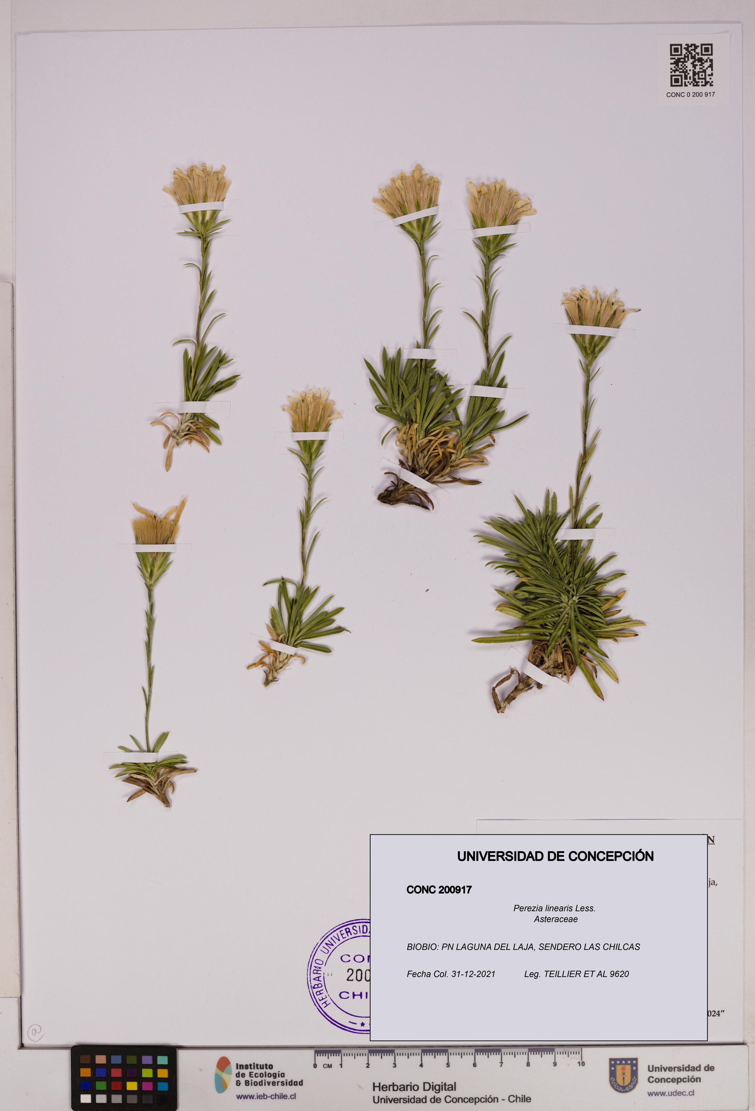 Perezia linearis [Espécimen: UDEC:CONC:0200917]