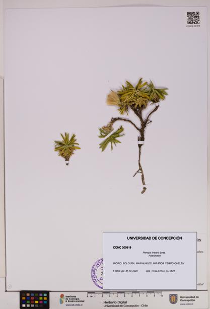 Perezia linearis [Espécimen: UDEC:CONC:0200918]