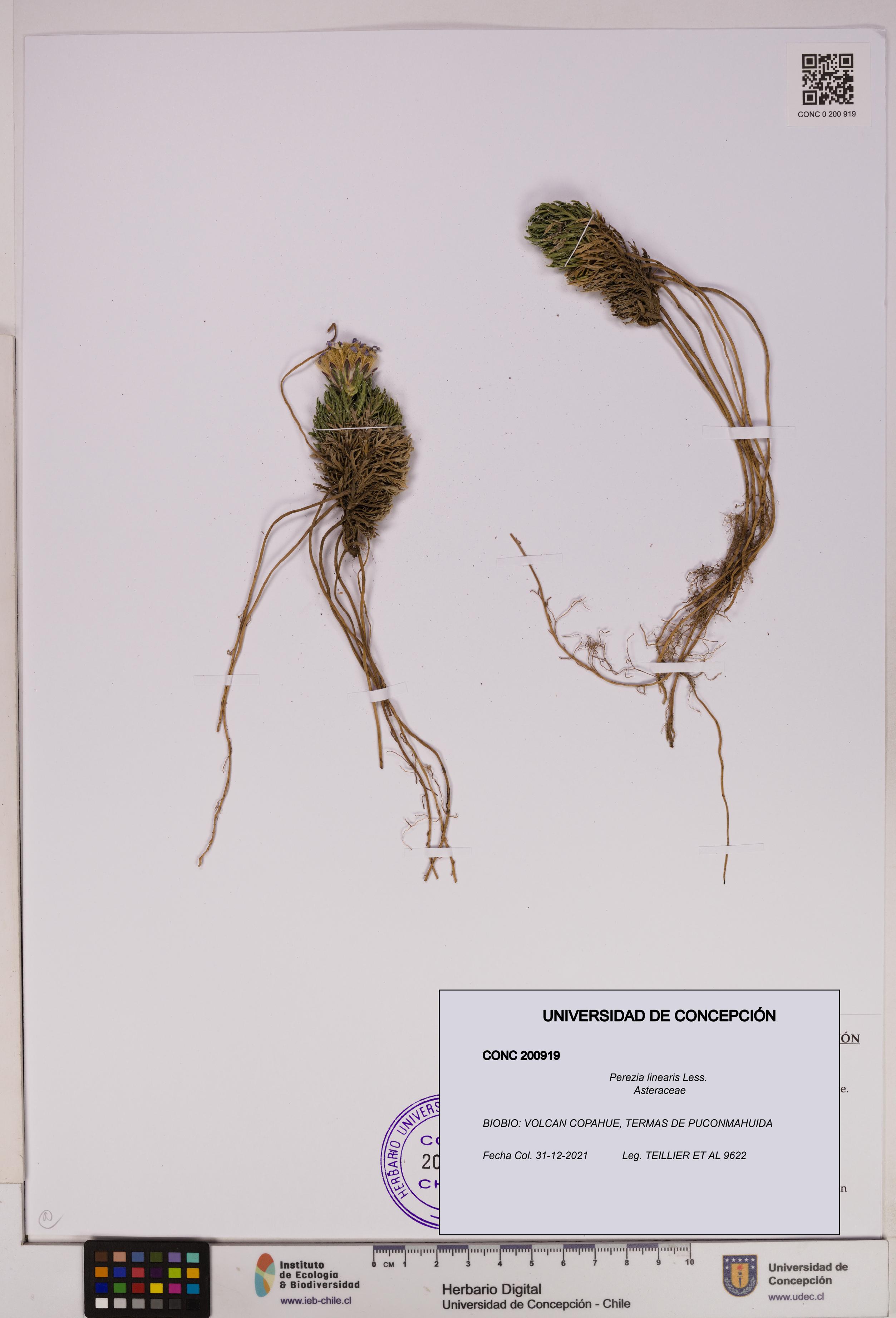 Perezia linearis [Espécimen: UDEC:CONC:0200919]
