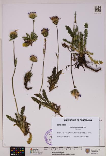 Perezia pedicularidifolia [Espécimen: UDEC:CONC:0200920]