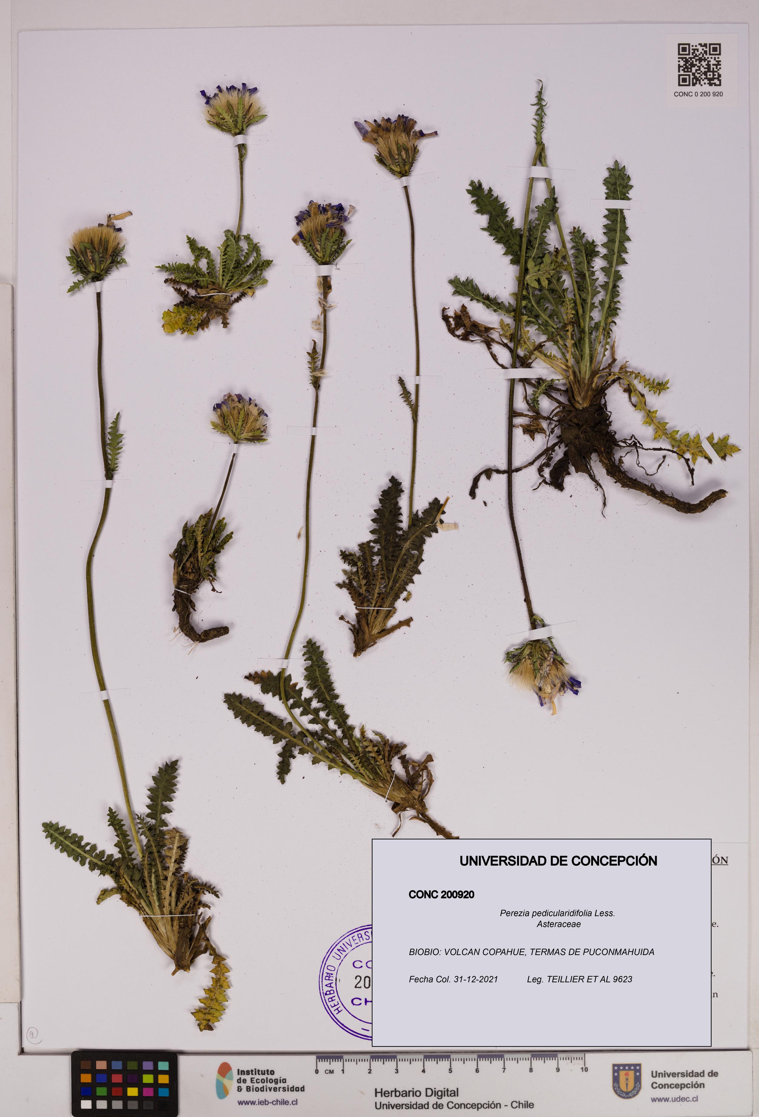 Perezia pedicularidifolia [Espécimen: UDEC:CONC:0200920]