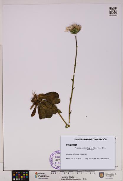 Perezia spathulata [Espécimen: UDEC:CONC:0200921]