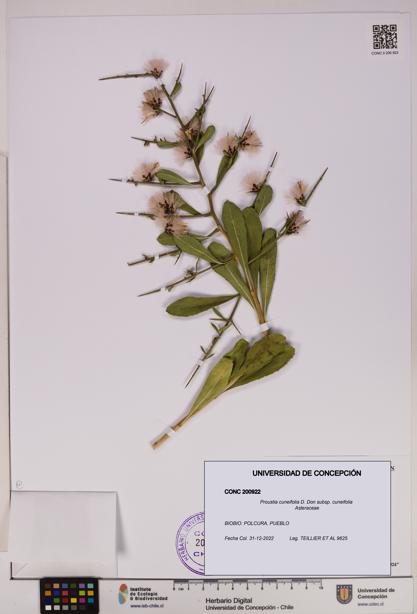 Proustia cuneifolia subsp. cuneifolia [Espécimen: UDEC:CONC:0200922]