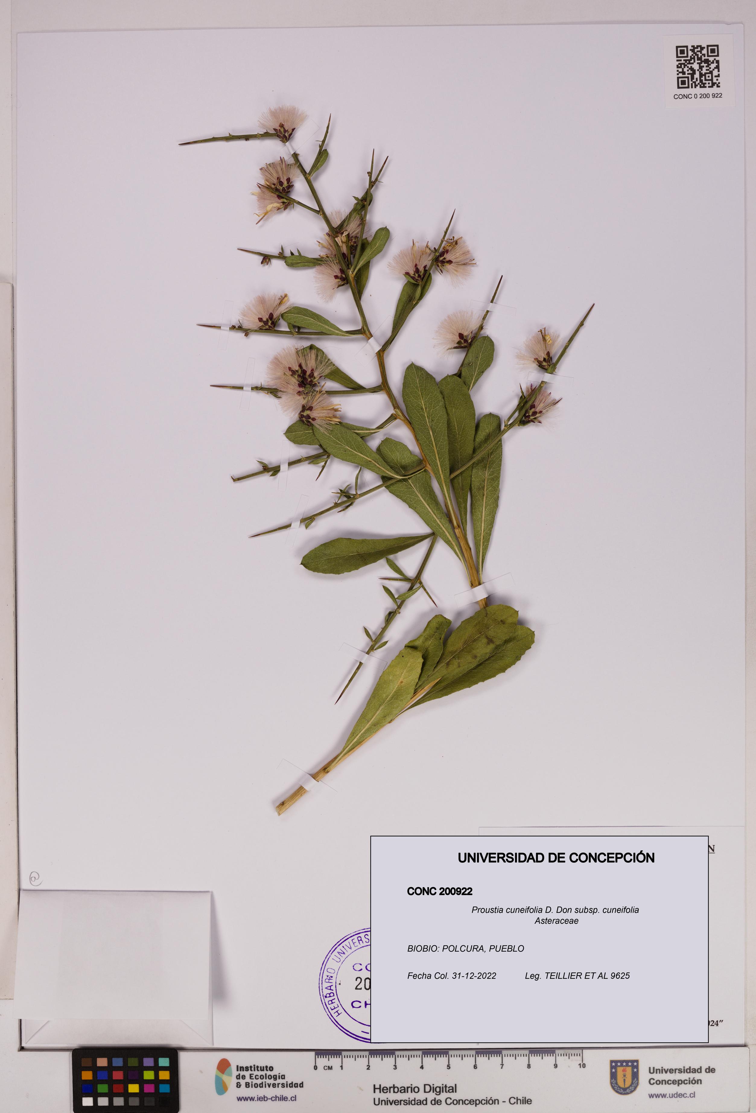 Proustia cuneifolia subsp. cuneifolia [Espécimen: UDEC:CONC:0200922]