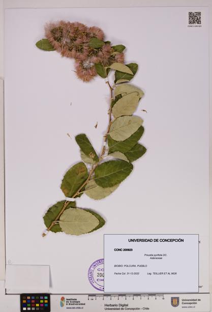 Proustia pyrifolia [Espécimen: UDEC:CONC:0200923]