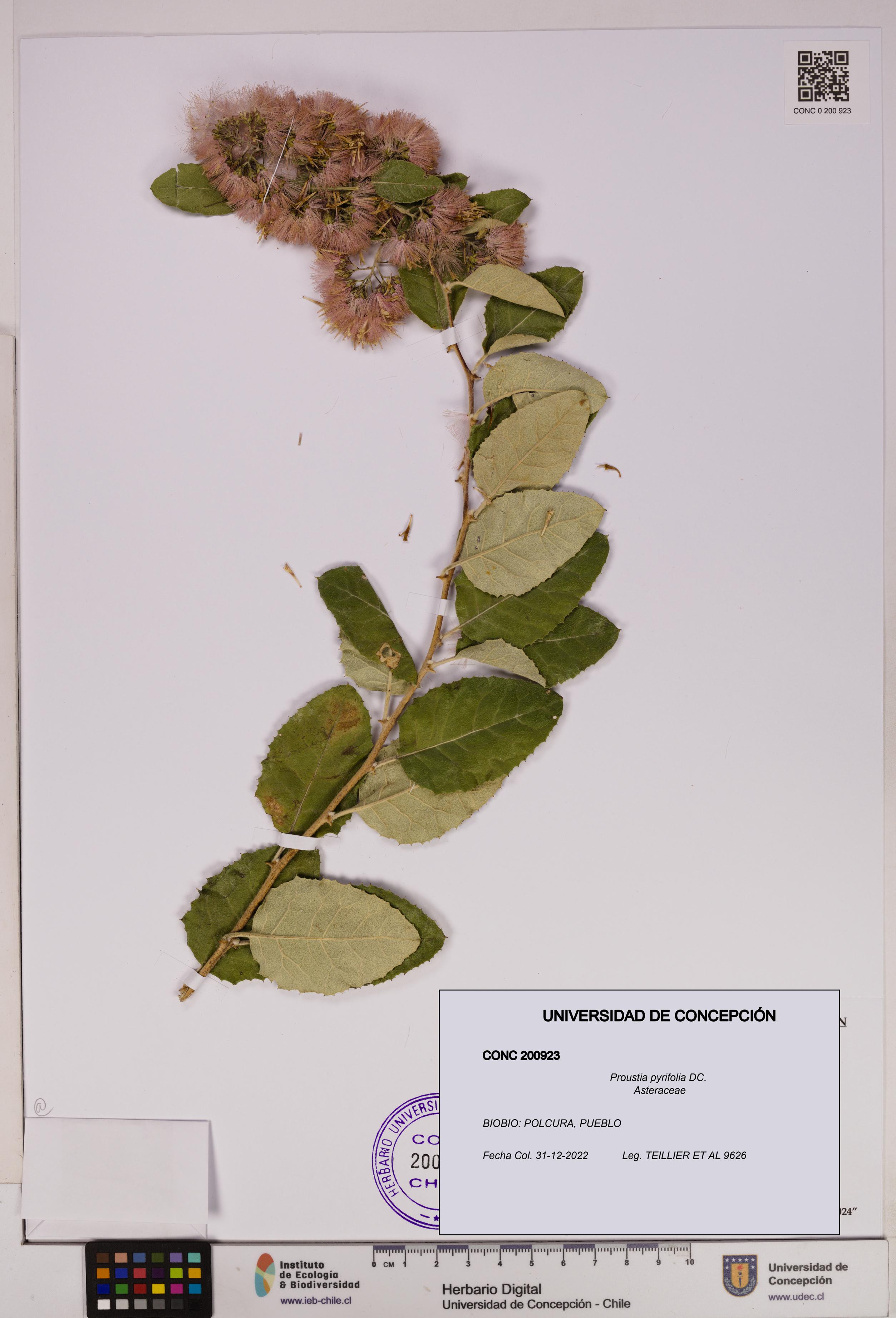 Proustia pyrifolia [Espécimen: UDEC:CONC:0200923]