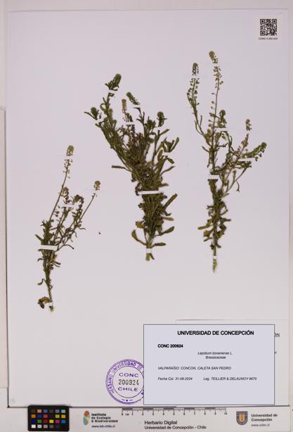 Lepidium bonariense [Espécimen: UDEC:CONC:0200924]