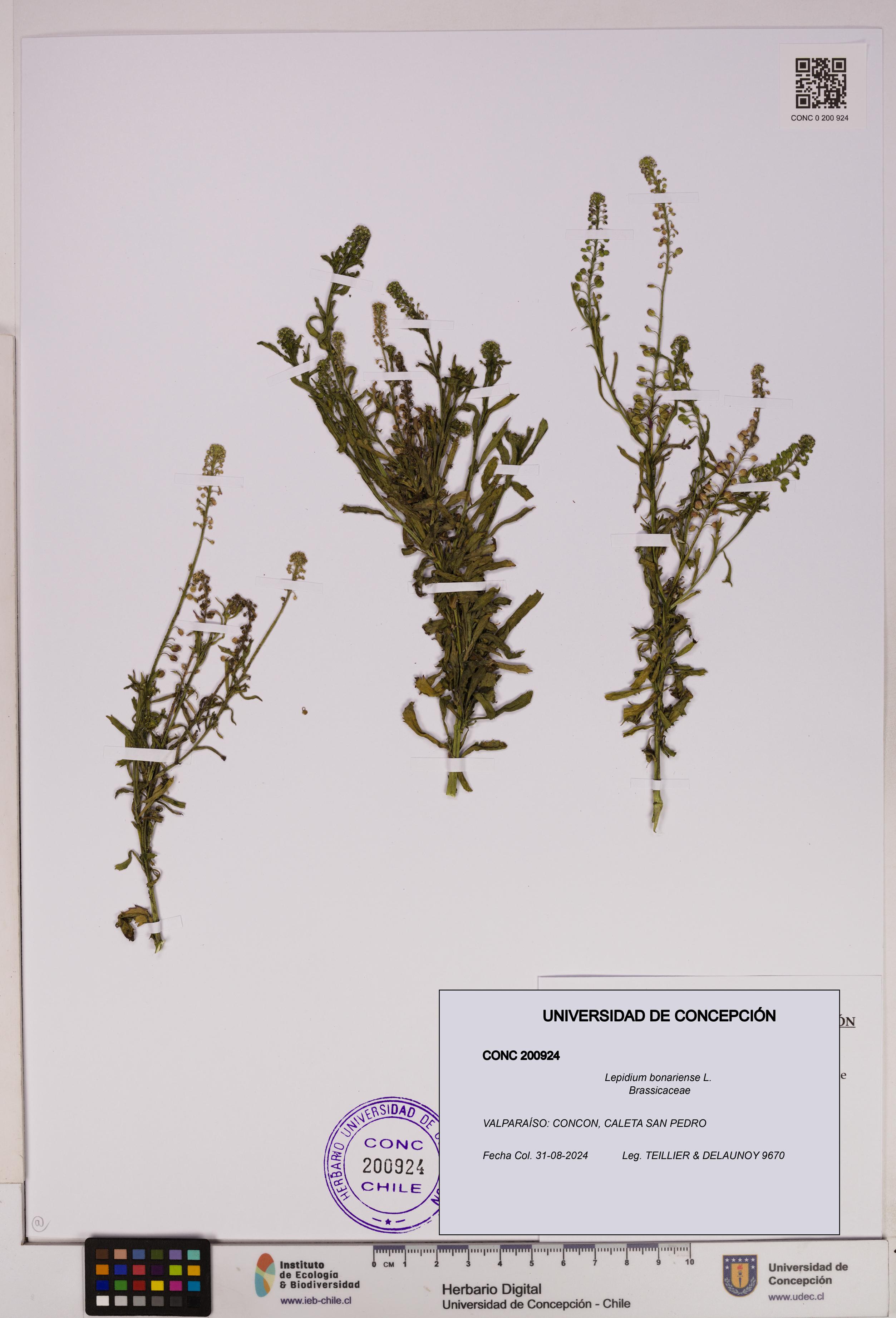 Lepidium bonariense [Espécimen: UDEC:CONC:0200924]