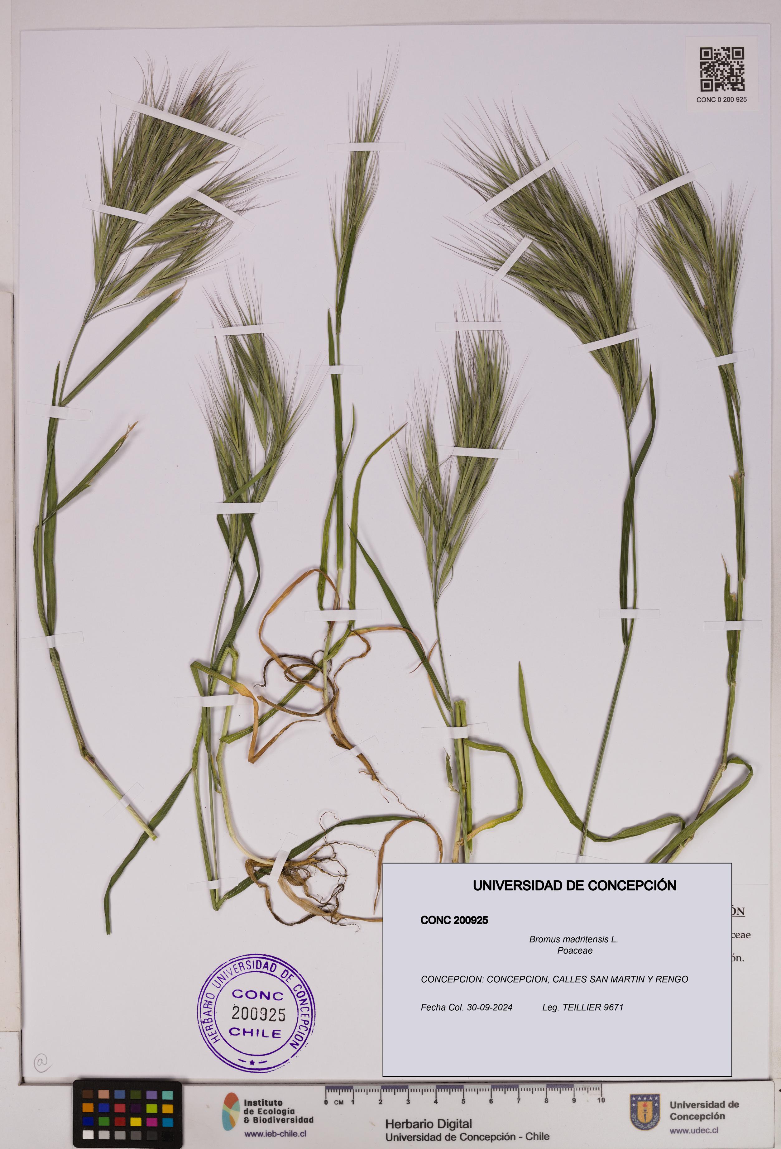 Bromus madritensis [Espécimen: UDEC:CONC:0200925]