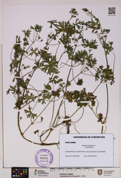 Geranium dissectum [Espécimen: UDEC:CONC:0200926]