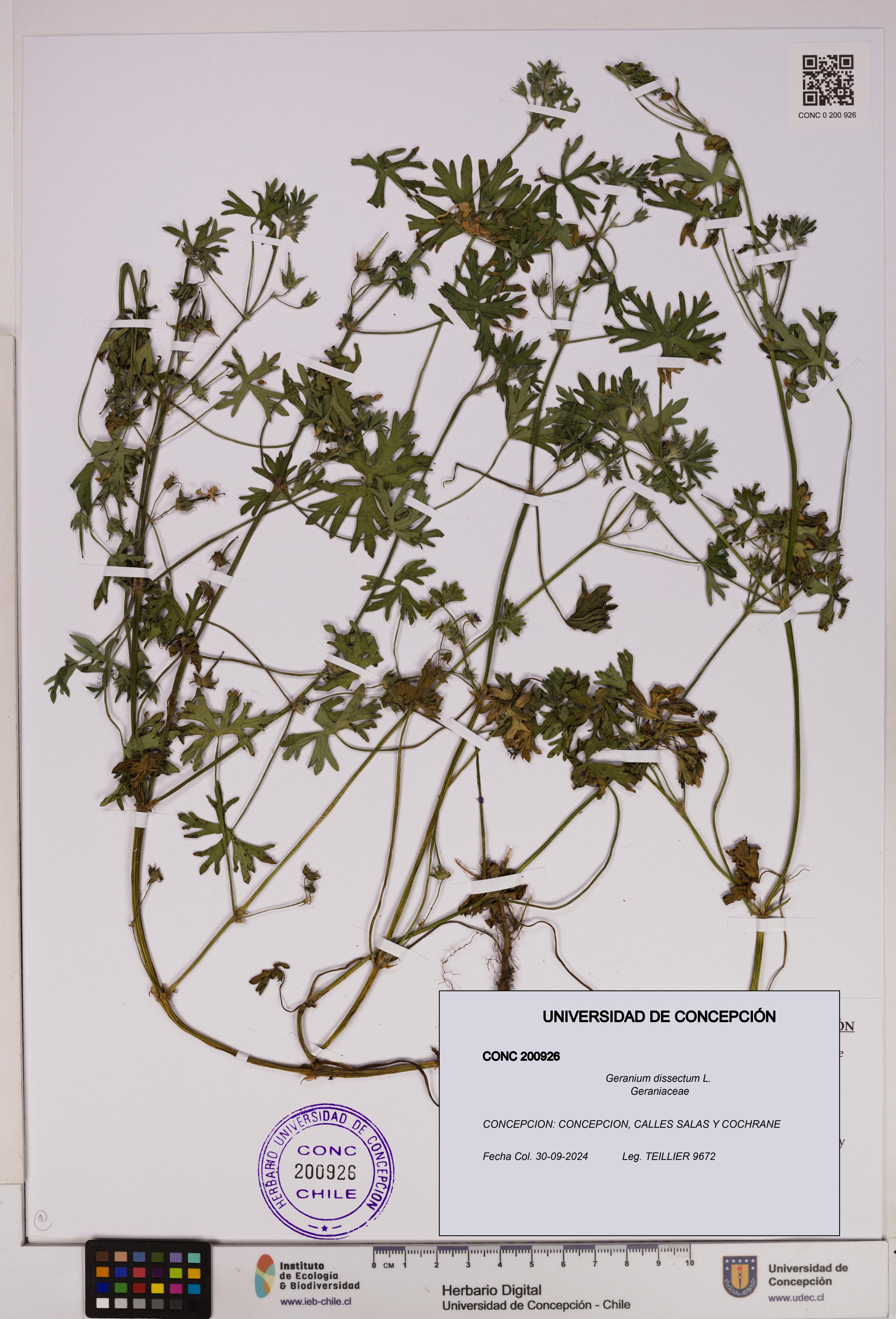 Geranium dissectum [Espécimen: UDEC:CONC:0200926]