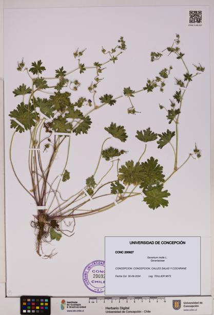 Geranium molle [Espécimen: UDEC:CONC:0200927]