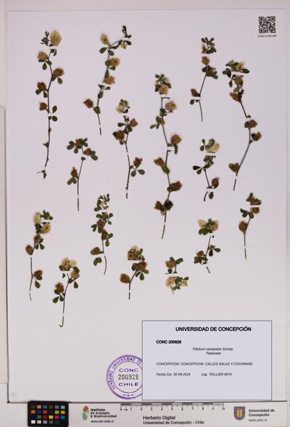 Trifolium campestre [Espécimen: UDEC:CONC:0200928]