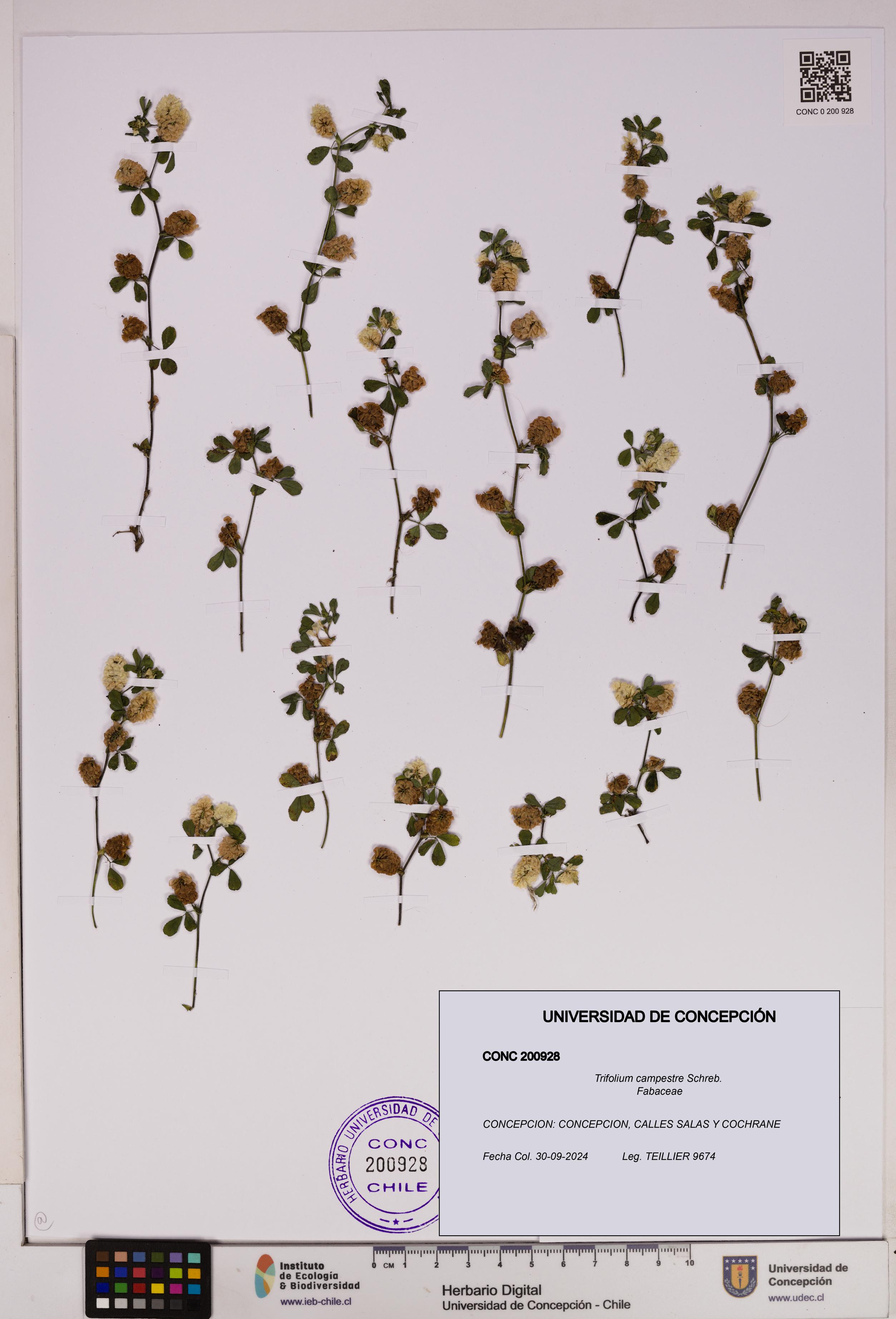 Trifolium campestre [Espécimen: UDEC:CONC:0200928]