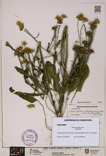 Senecio aquaticus [Espécimen: UDEC:CONC:0200930]
