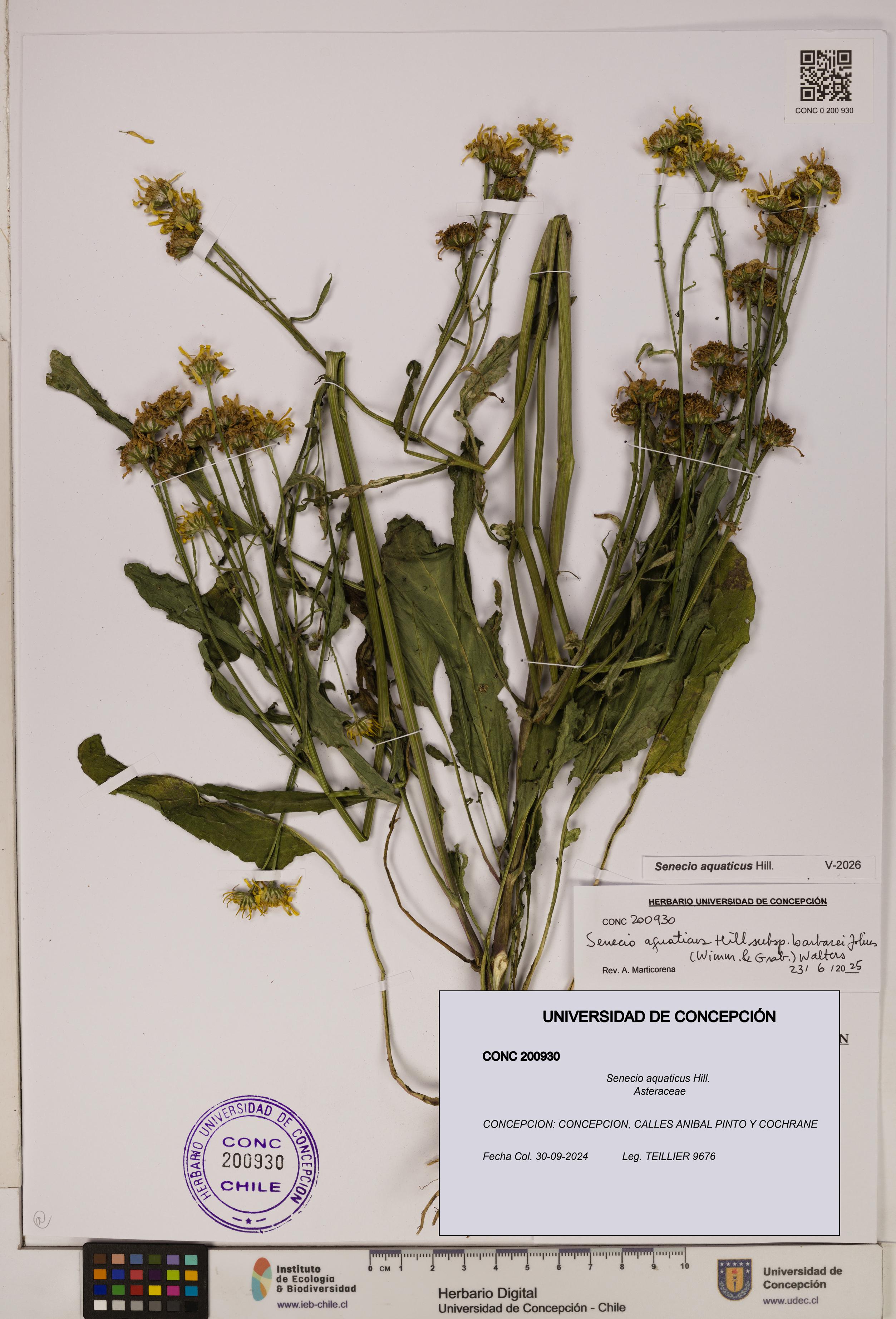 Senecio aquaticus [Espécimen: UDEC:CONC:0200930]