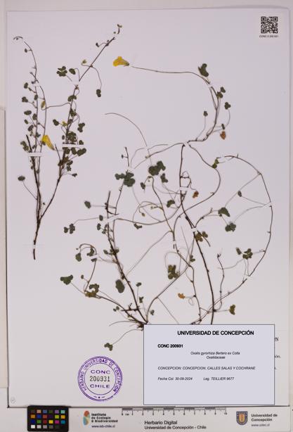 Oxalis gyrorhiza [Espécimen: UDEC:CONC:0200931]