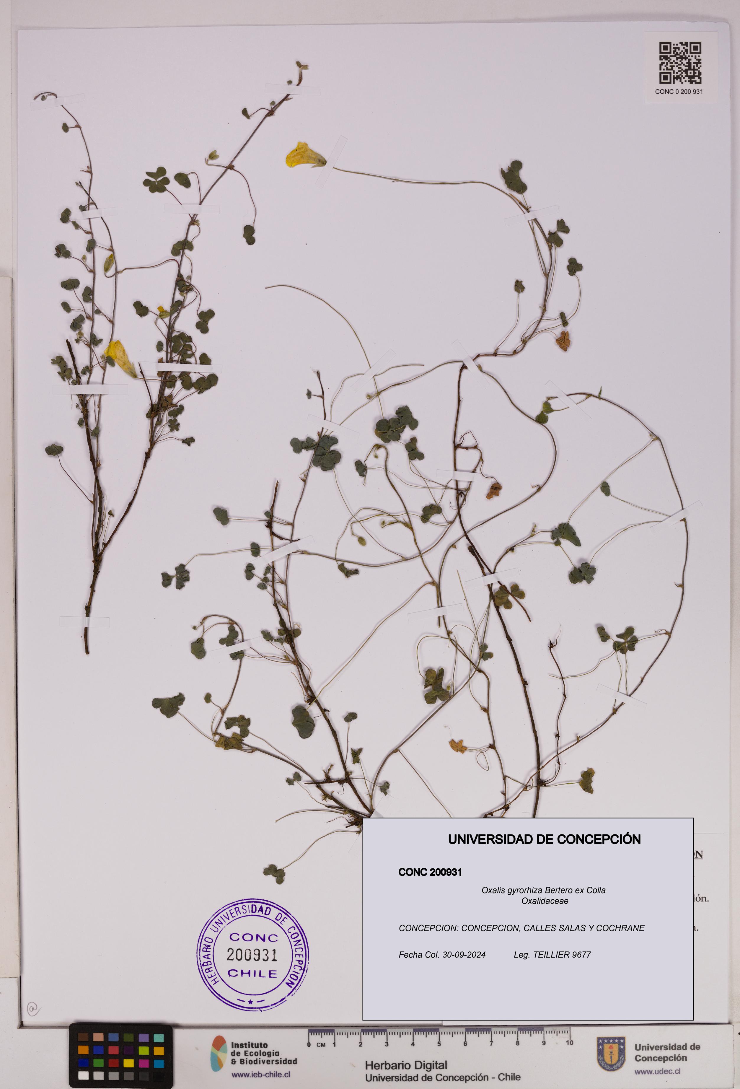 Oxalis gyrorhiza [Espécimen: UDEC:CONC:0200931]