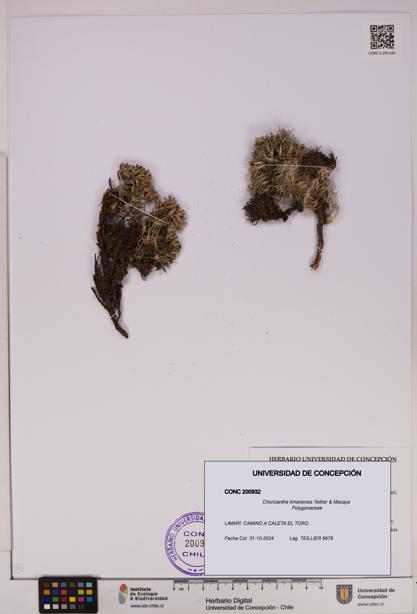 Chorizanthe limariensis [Espécimen: UDEC:CONC:0200932]
