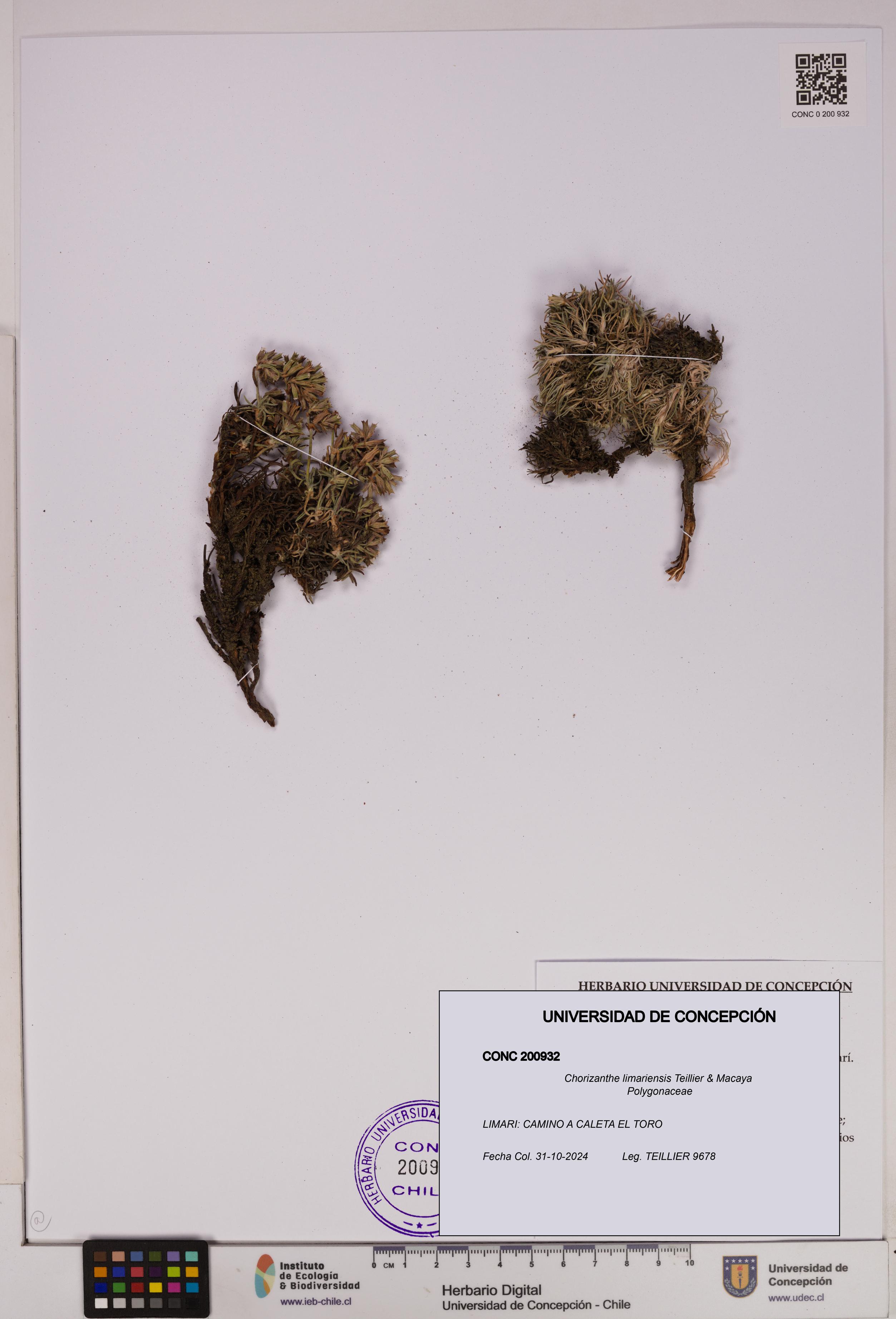 Chorizanthe limariensis [Espécimen: UDEC:CONC:0200932]