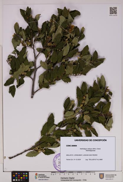 Nothofagus obliqua [Espécimen: UDEC:CONC:0200934]