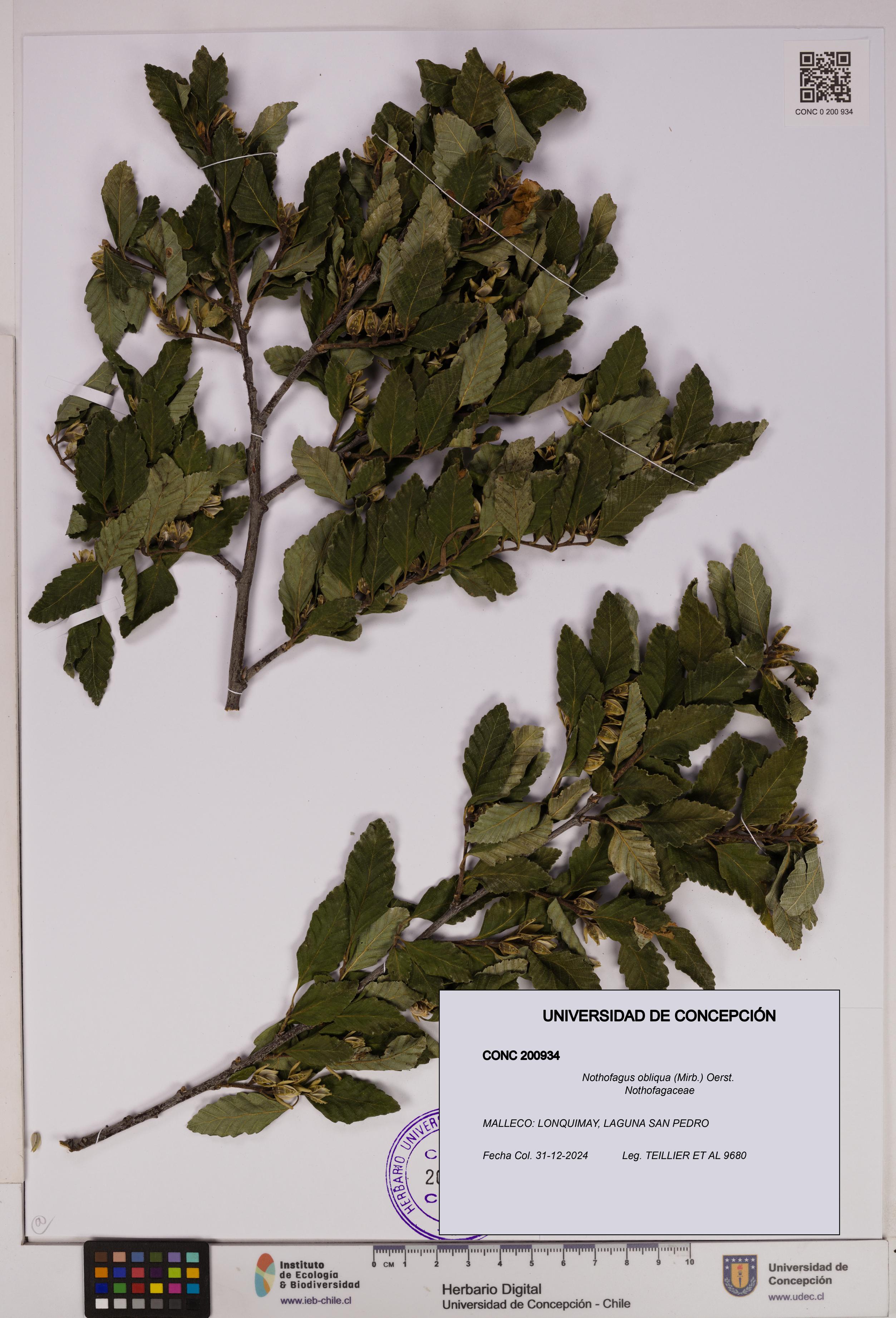 Nothofagus obliqua [Espécimen: UDEC:CONC:0200934]