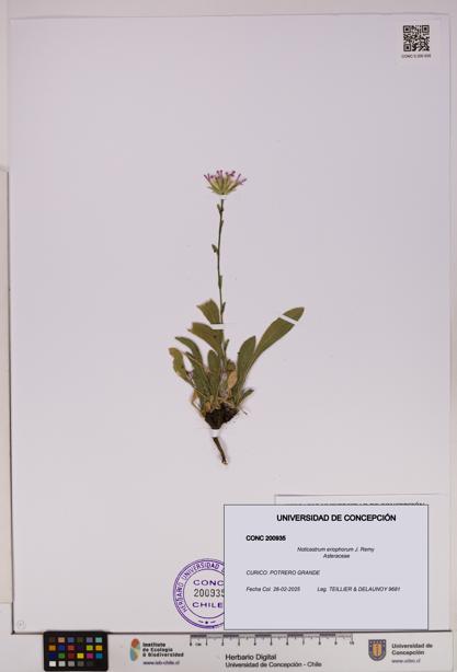 Noticastrum eriophorum [Espécimen: UDEC:CONC:0200935]