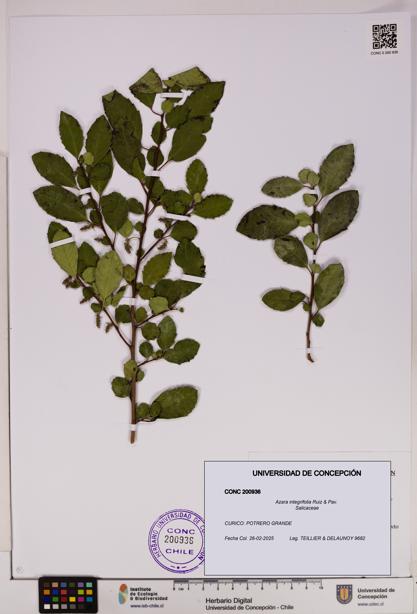 Azara integrifolia [Espécimen: UDEC:CONC:0200936]
