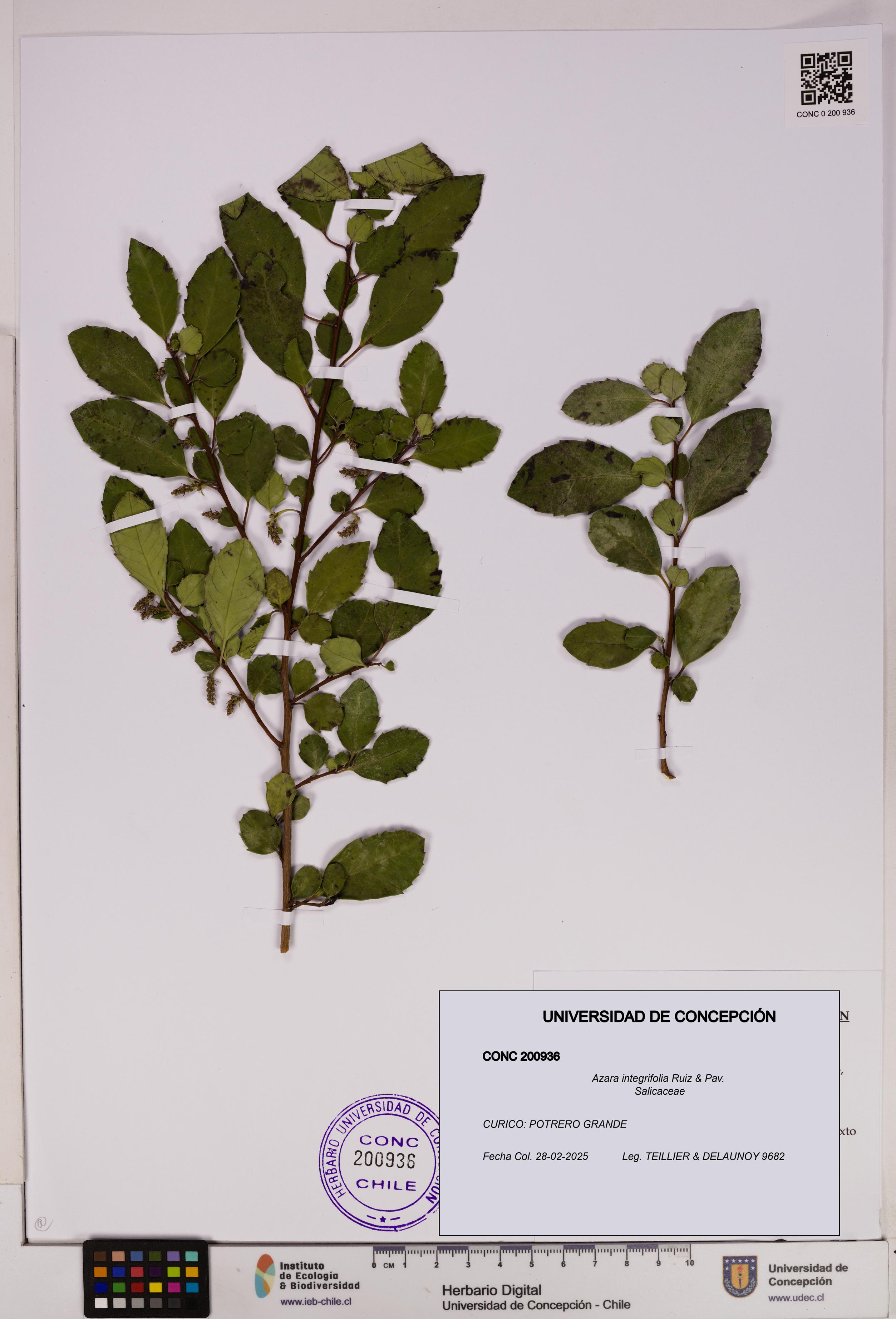 Azara integrifolia [Espécimen: UDEC:CONC:0200936]