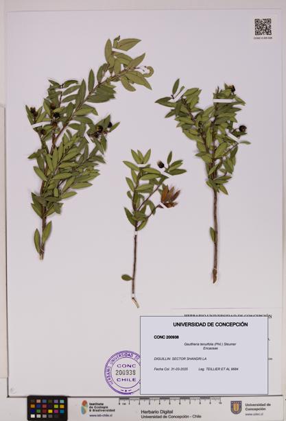 Gaultheria tenuifolia [Espécimen: UDEC:CONC:0200938]